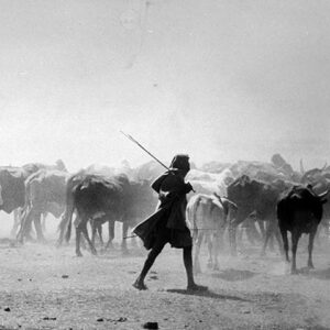 Maasai herding cattle