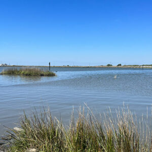 lake with reeds